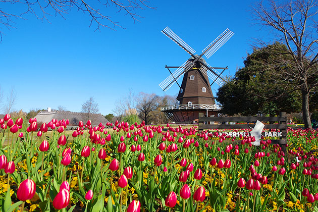 アイスチューリップ｜季節の花めぐり｜読みもの｜サカタのタネ 家庭